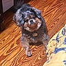 Preston is registered to the contest to win money with this photo: animal, black, blanket, brown, collar, cozy, curious, cute, dog, floor, fur, gray, indoor, looking_up, patterned_blanket, pet, small_dog, tag, tilted_head, wooden_floor
