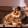 Preston joined the competition — help win amazing prizes! dog, fluffy, brown_couch, indoor, pet, relaxed, sunlight, fur, animal, companion, home, cozy, portrait, sitting, cute, domestic_animal, furry, resting, canine, living_room