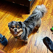 Preston joined the competition — help win amazing prizes! animal, bed, collar, companion, cute, dog, domestic, flooring, fur, happy, home, indoor, looking_up, pet, playful, shoes, small_dog, smiling, tail, wooden_floor