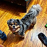 animal, bed, collar, companion, cute, dog, domestic, flooring, fur, happy, home, indoor, looking_up, pet, playful, shoes, small_dog, smiling, tail, wooden_floor