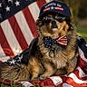 dog, american_flag, memorial_day, hat, sunglasses, bow_tie, grass, outdoor, patriotic, fur, pet, costume, celebration, holiday, accessories, portrait, animal, flag, summer, cute