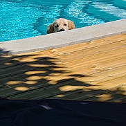 Abby participe au concours pour gagner de l'argent avec cette photo : dog, golden_retriever, puppy, swimming_pool, water, deck, sunlight, shadow, outdoor, summer, pet, animal, blue_water, wood, nature, playful, cute, canine, relaxation, sunshine