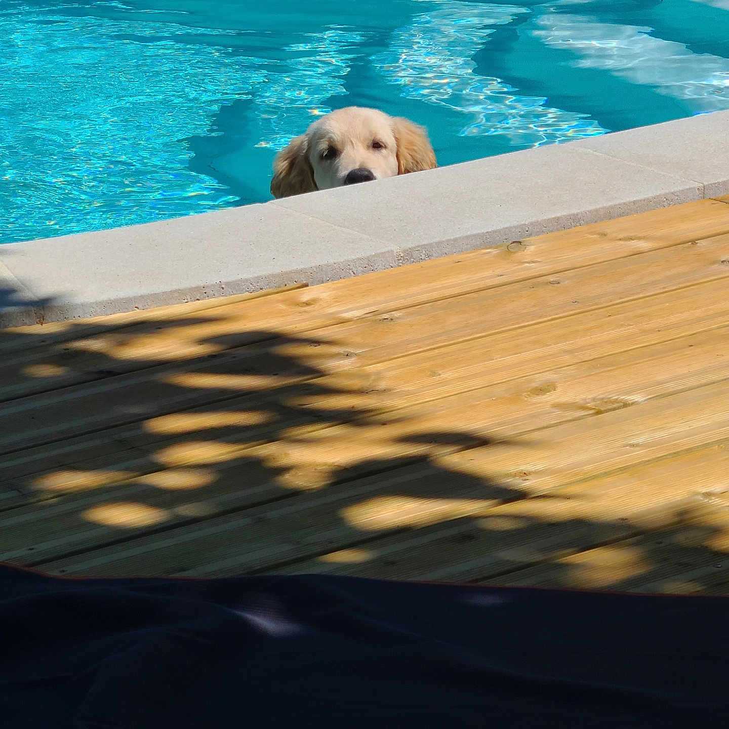 Abby participe au concours pour gagner de l'argent avec cette photo : animal, blue_water, canine, cute, deck, dog, golden_retriever, nature, outdoor, pet, playful, puppy, relaxation, shadow, summer, sunlight, sunshine, swimming_pool, water, wood