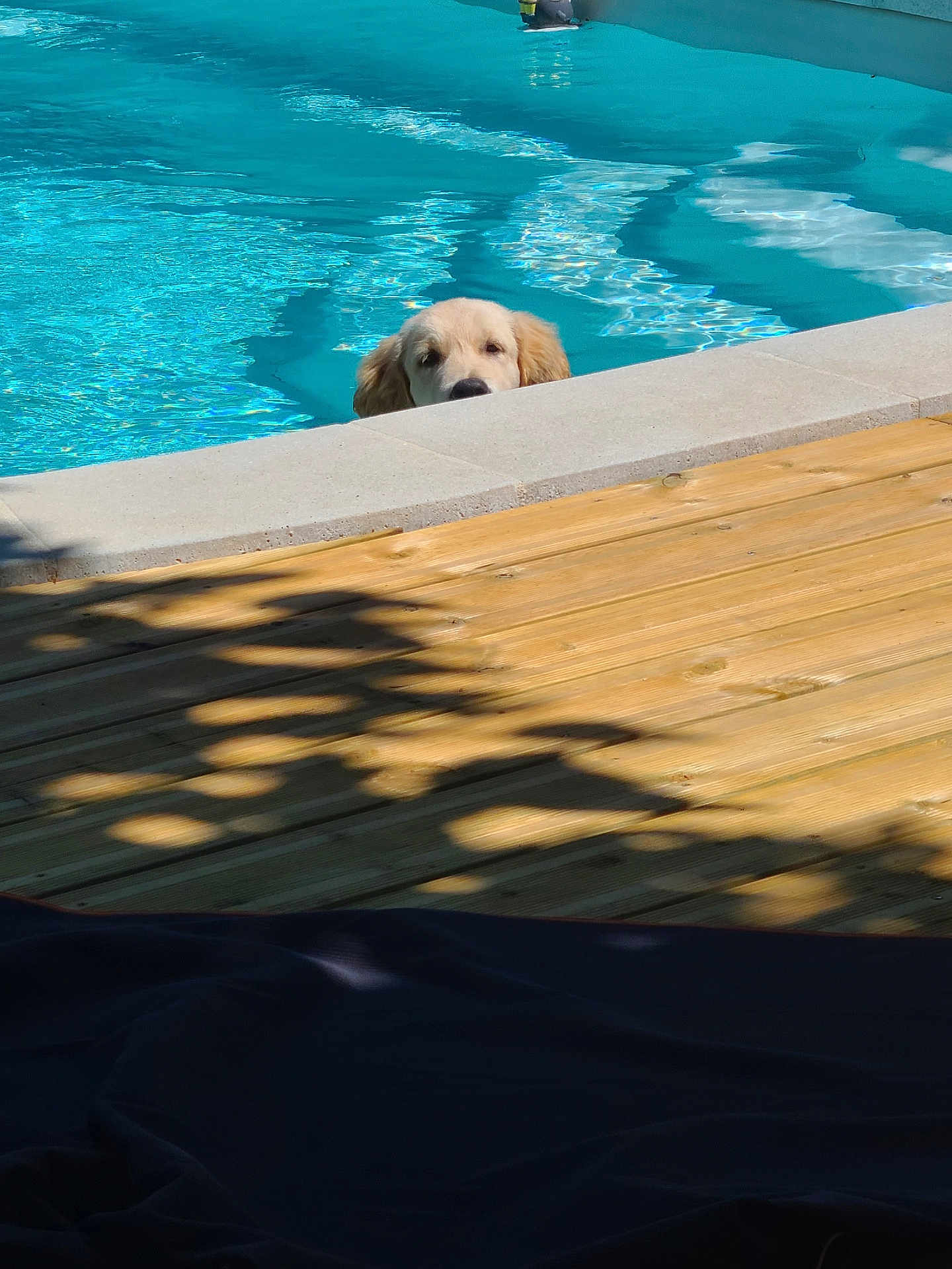 Abby participe au concours pour gagner de l'argent avec cette photo : dog, golden_retriever, puppy, swimming_pool, water, deck, sunlight, shadow, outdoor, summer, pet, animal, blue_water, wood, nature, playful, cute, canine, relaxation, sunshine