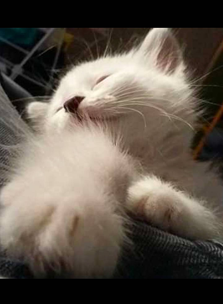 Muffin participe au concours pour gagner de l'argent avec cette photo : birman, carnivore, cat, domestic_long_haired_cat, ear, felidae, fur, kitten, nap, nose, paw, ragamuffin, ragdoll, sky, small_to_medium_sized_cats, snout, whiskers