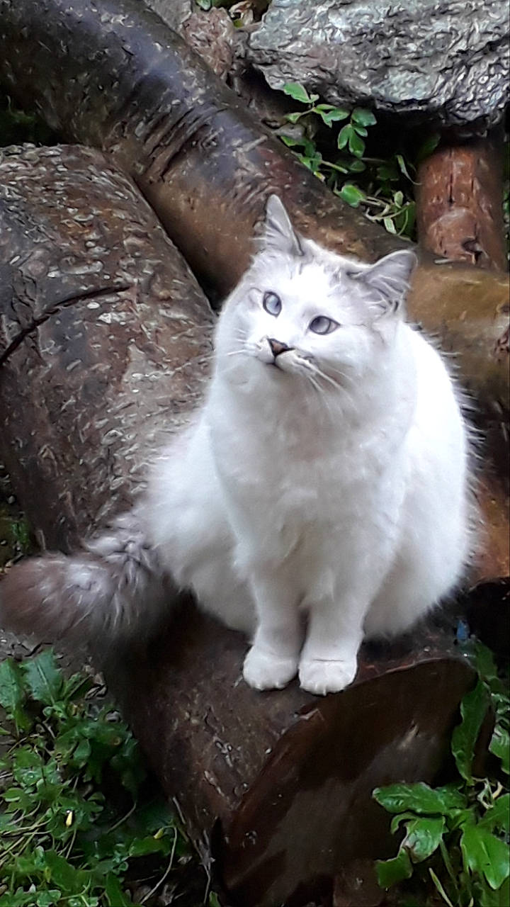 Muffin a rejoint le concours — aidez-le/la à gagner de superbes lots ! asian_semi_longhair, british_longhair, british_semi_longhair, carnivore, cat, cymric, domestic_long_haired_cat, domestic_short_haired_cat, felidae, mammal, norwegian_forest_cat, persian, ragamuffin, ragdoll, siberian, small_to_medium_sized_cats, tail, turkish_angora, turkish_van, whiskers