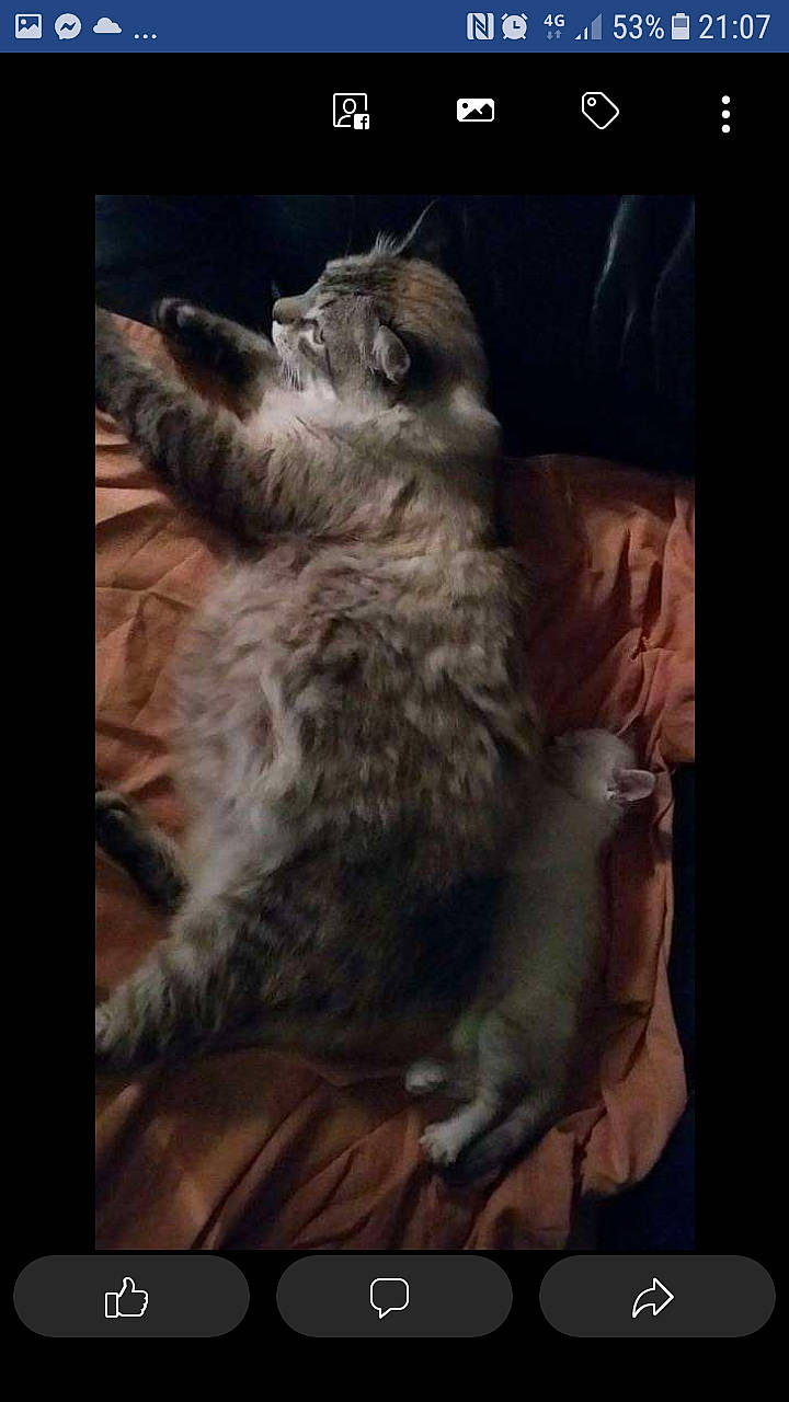 Muffin participe au concours pour gagner de l'argent avec cette photo : carnivore, cat, european_shorthair, felidae, fur, kitten, maine_coon, photo_caption, photography, screenshot, siberian, small_to_medium_sized_cats, tabby_cat, whiskers