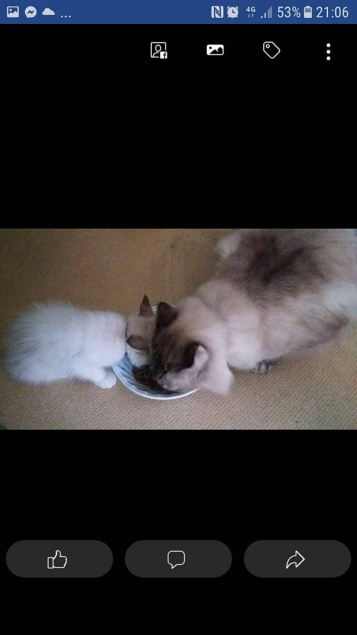 Muffin participe au concours pour gagner de l'argent avec cette photo : birman, carnivore, cat, ear, electronic_device, felidae, font, fur, kitten, paw, photo_caption, photography, polydactyl_cat, ragdoll, screenshot, sky, small_to_medium_sized_cats, tail, technology, whiskers