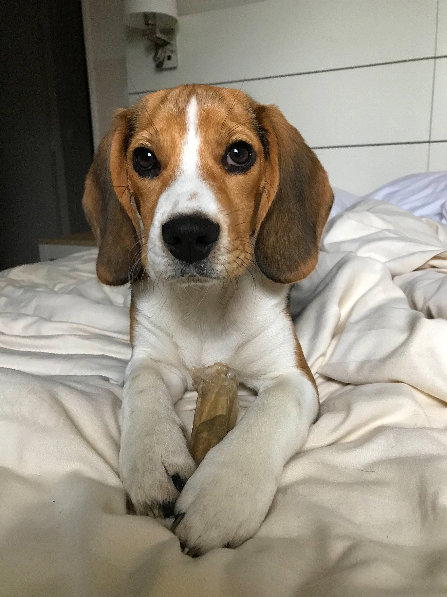 Oky a rejoint le concours — aidez-le/la à gagner de superbes lots ! american_foxhound, artois_hound, beagle, beagle_harrier, beaglier, canidae, carnivore, companion_dog, dog, dog_breed, drever, english_foxhound, estonian_hound, finnish_hound, harrier, mammal, pocket_beagle, snout, treeing_walker_coonhound, vertebrate