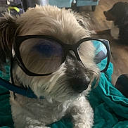 Mason is registered to the contest to win money with this photo: dog, glasses, pet, indoor, blanket, furniture, wooden_floor, teal, relaxing, cute, animal, companion, household, cozy, sitting, fur, domestic, friendly, background, resting
