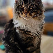 Guizmo participe au concours pour gagner de l'argent avec cette photo : cat, kitten, tabby, long_hair, whiskers, ears, white_paws, paws, fur, portrait, indoor, tabletop, domestic_pet, closeup, brown_eyes, fluffy, sitting, blurred_background, mammal, household