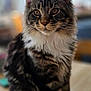 cat, kitten, tabby, long_hair, whiskers, ears, white_paws, paws, fur, portrait, indoor, tabletop, domestic_pet, closeup, brown_eyes, fluffy, sitting, blurred_background, mammal, household