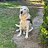 Burlie joined the competition — help win amazing prizes! dog, labrador, yellow_labrador, sitting, outdoor, grass, bushes, path, sunlight, nature, pet, canine, calm, peaceful, animal, leafy, garden, daytime, fur, muzzle