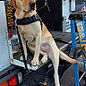 Burlie joined the competition — help win amazing prizes! dog, labrador, yellow_dog, pet, animal, harness, truck, vehicle, outdoor, daylight, leash, ladder, hose, metal, road, parking, tail, ears, snout, paws