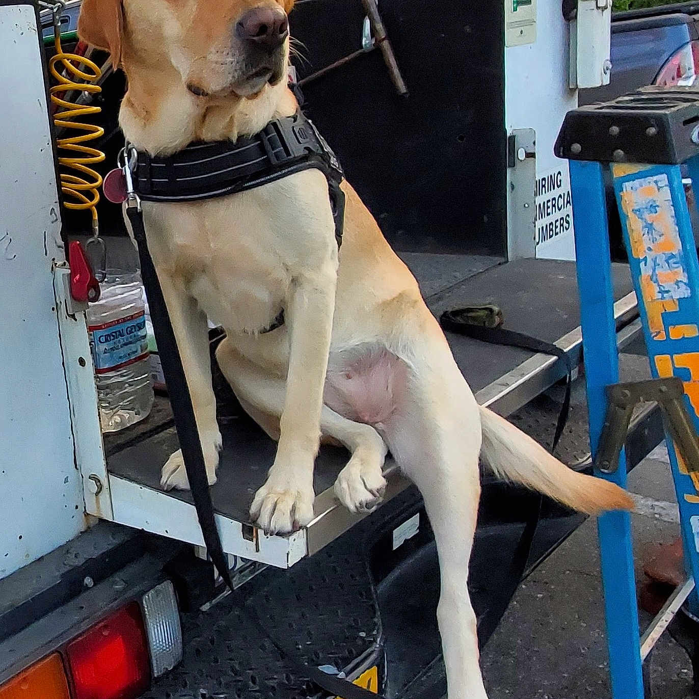 Burlie joined the competition — help win amazing prizes! dog, labrador, yellow_dog, pet, animal, harness, truck, vehicle, outdoor, daylight, leash, ladder, hose, metal, road, parking, tail, ears, snout, paws