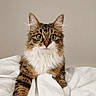 cat, tabby, fluffy, long_hair, pet, animal, kitten, sitting, portrait, front_facing, green_eyes, whiskers, ears, striped_fur, white_chest, bed, bedding, bedroom, indoors, cute