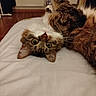 Kyttie participe au concours pour gagner de l'argent avec cette photo : cat, cats, feline, pet, animal, fluffy, tabby, white_and_brown, upside_down, lying_down, sleeping, bed, bedroom, indoors, fur, whiskers, eyes, relaxed, portrait, funny