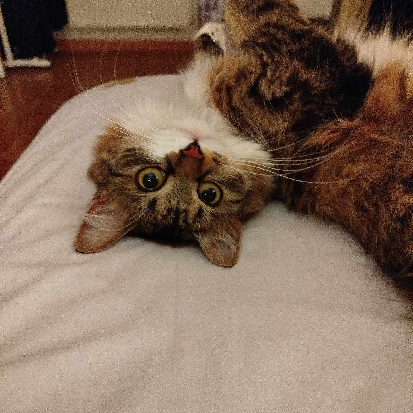 Kyttie participe au concours pour gagner de l'argent avec cette photo : cat, cats, feline, pet, animal, fluffy, tabby, white_and_brown, upside_down, lying_down, sleeping, bed, bedroom, indoors, fur, whiskers, eyes, relaxed, portrait, funny