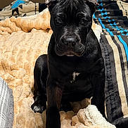 Wyatt joined the competition — help win amazing prizes! animal, bed, black_dog, blanket, comfort, cozy, cute, dog, ears, fur, home, indoor, looking, pet, puppy, resting, sleepy, small_dog, texture, young