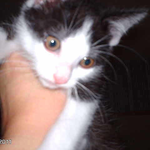 Félix