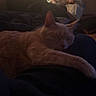 Pumpkin is registered to the contest to win money with this photo: cat, sleeping, stretching, cream_colored, pet, feline, whiskers, ears, paws, blanket, couch, indoors, christmas_tree, holiday, festive, string_lights, dim_lighting, cozy, relaxing, portrait