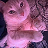 Pumpkin is registered to the contest to win money with this photo: cat, feline, pet, pink_lighting, close_up, portrait, whiskers, ears, eyes, paws, fur, lying_down, relaxed, indoors, bedroom, keyboard, blanket, clutter, nighttime, funny_pose