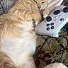 cat, orange_cat, sleeping, relaxed, pet, animal, feline, white_paw, pink_nose, whiskers, ears, fur, game_controller, video_game, teddy_bear, bed, blanket, indoor, cozy, portrait