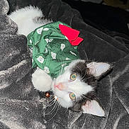 Pinky joined the competition — help win amazing prizes! kitten, cat, black_and_white, pet, animal, feline, cute, cozy, blanket, green_clothing, red_bow, indoor, resting, soft_texture, fur, whiskers, ears, closeup, sleepy, domestic
