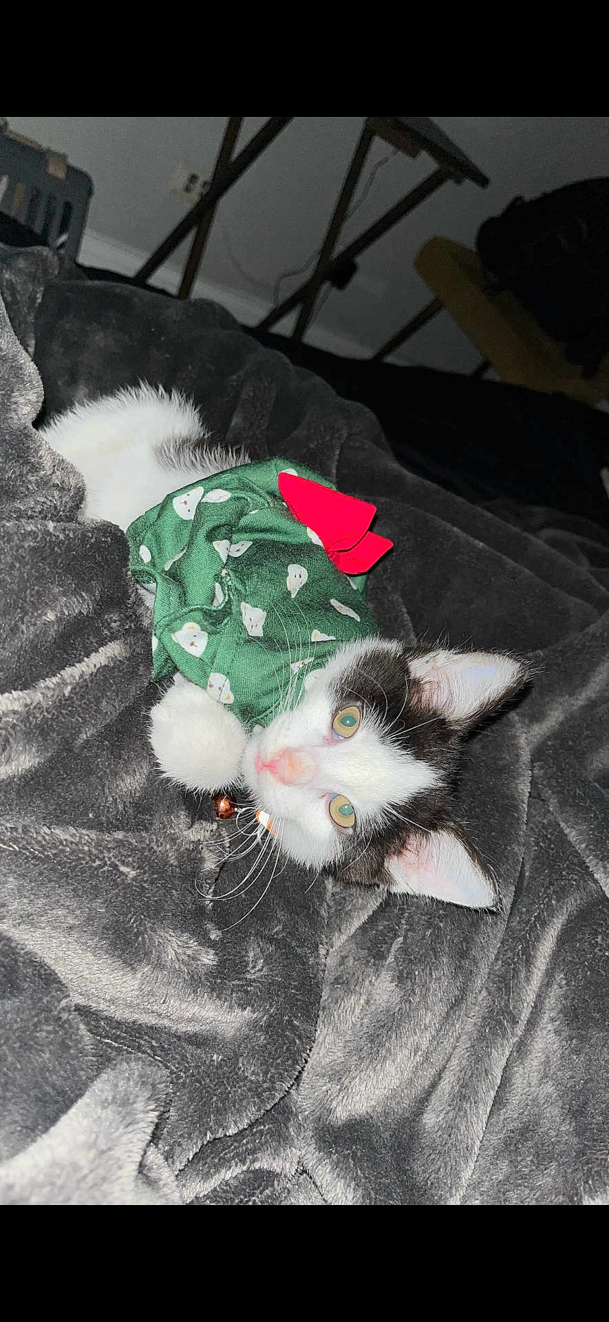 Pinky joined the competition — help win amazing prizes! kitten, cat, black_and_white, pet, animal, feline, cute, cozy, blanket, green_clothing, red_bow, indoor, resting, soft_texture, fur, whiskers, ears, closeup, sleepy, domestic