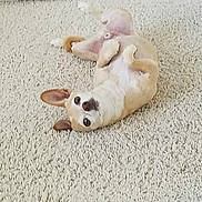 Peanut Butter is registered to the contest to win money with this photo: animal, canine, carpet, cute, dog, domestic_animal, ears_up, floor, four_legs, fur, home, indoor, looking_up, lying_down, pet, playful, relaxed, resting, small_dog, white_carpet