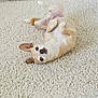 animal, canine, carpet, cute, dog, domestic_animal, ears_up, floor, four_legs, fur, home, indoor, looking_up, lying_down, pet, playful, relaxed, resting, small_dog, white_carpet