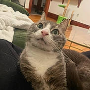 Nermal is registered to the contest to win money with this photo: cat, feline, pet, indoor, whiskers, green_eyes, white_chest, pink_nose, close_up, portrait, fur, cozy, blanket, couch, living_room, curious, paw, home_interior, table, fur_ball