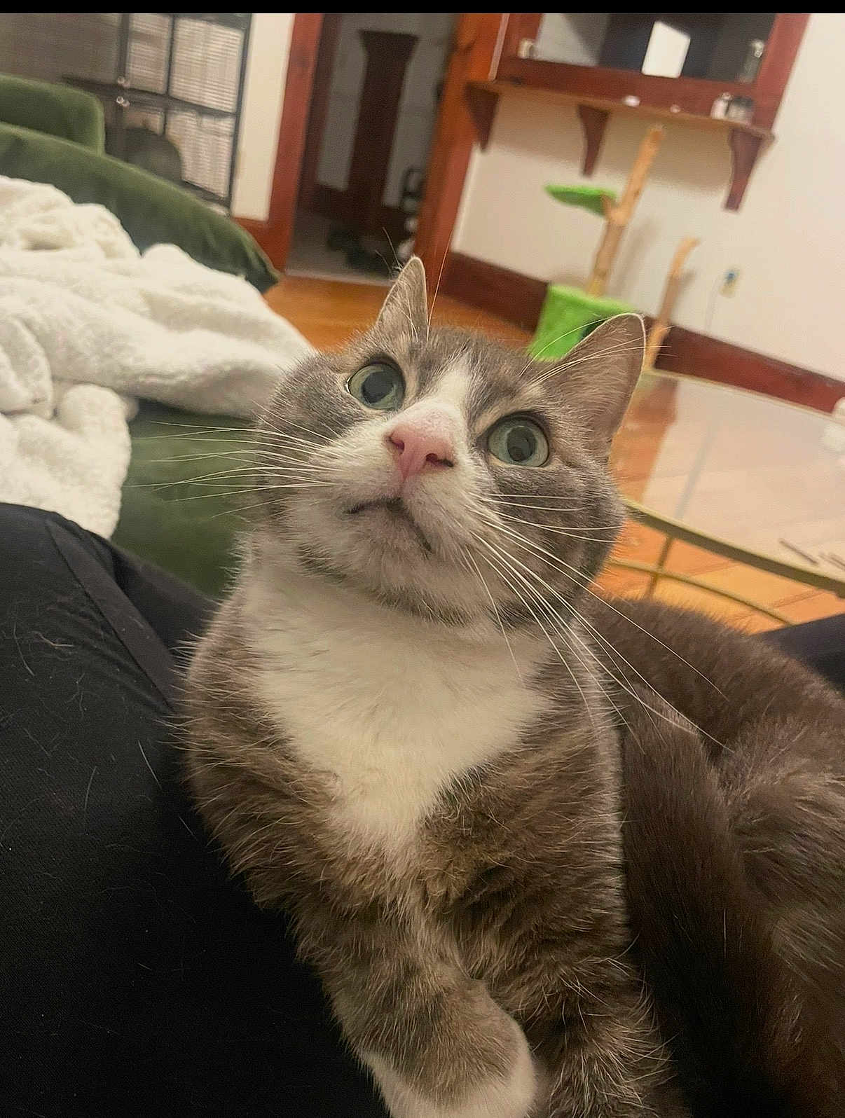 Nermal is registered to the contest to win money with this photo: cat, feline, pet, indoor, whiskers, green_eyes, white_chest, pink_nose, close_up, portrait, fur, cozy, blanket, couch, living_room, curious, paw, home_interior, table, fur_ball