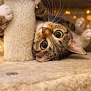 Minouche a rejoint le concours — aidez-le/la à gagner de superbes lots ! cat, tabby, wide_eyes, scratching_post, claws, feline, curious, indoor, pet, whiskers, soft_texture, beige, cozy, playful, close_up, bokeh, paws, fur, animal, cute