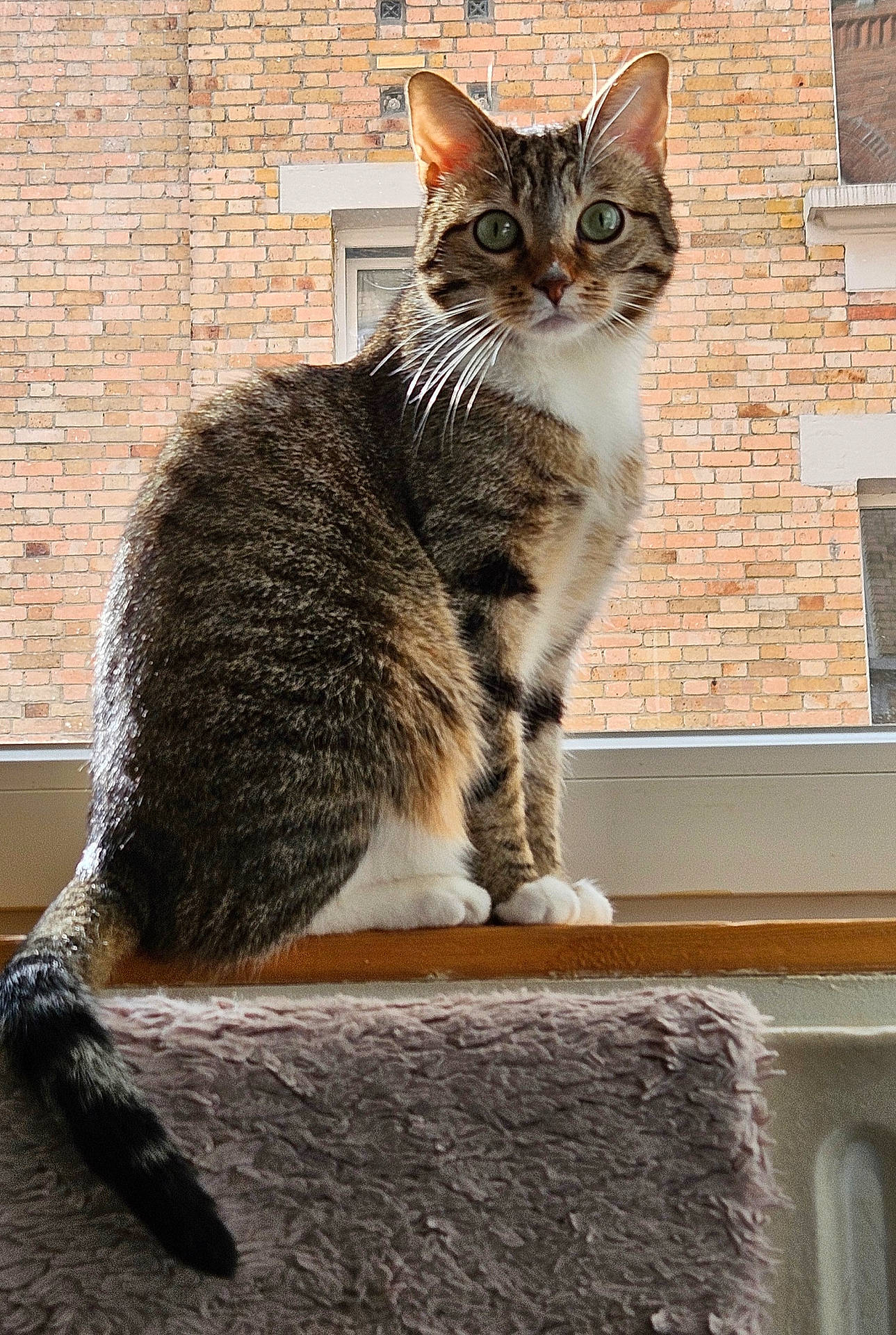 Minouche participe au concours pour gagner de l'argent avec cette photo :