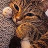 Minouche participe au concours pour gagner de l'argent avec cette photo : cat, tabby_cat, close_up, paw, fur, whiskers, sleepy, cozy, knitted_blanket, texture, soft_light, relaxing, indoor, pet, cute, animal, feline, resting, warm, comfort