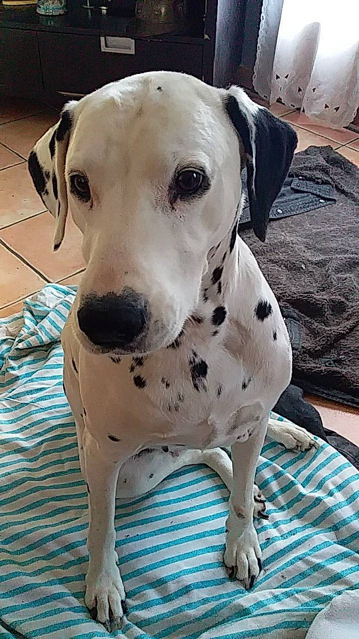 Mina a rejoint le concours — aidez-le/la à gagner de superbes lots ! carnivore, collar, companion_dog, dog, dog_breed, dog_collar, dog_supply, fawn, fur, metal, non_sporting_group, pattern, pet_supply, snout, sporting_group, whiskers, white, working_animal