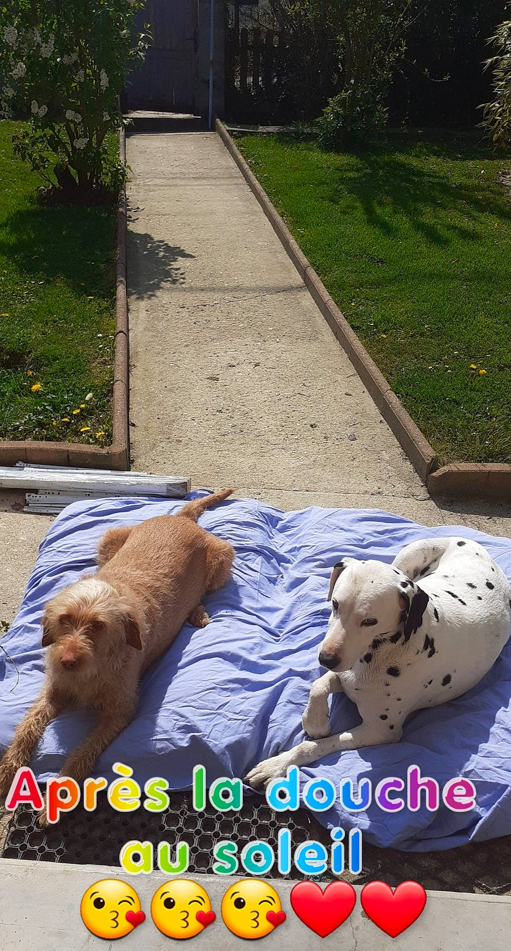 Mina a rejoint le concours — aidez-le/la à gagner de superbes lots ! asphalt, big_cats, carnivore, companion_dog, dog, dog_breed, fawn, felidae, flooring, grass, landscape, leisure, photo_caption, plant, road, road_surface, shadow, sidewalk, sitting, sporting_group