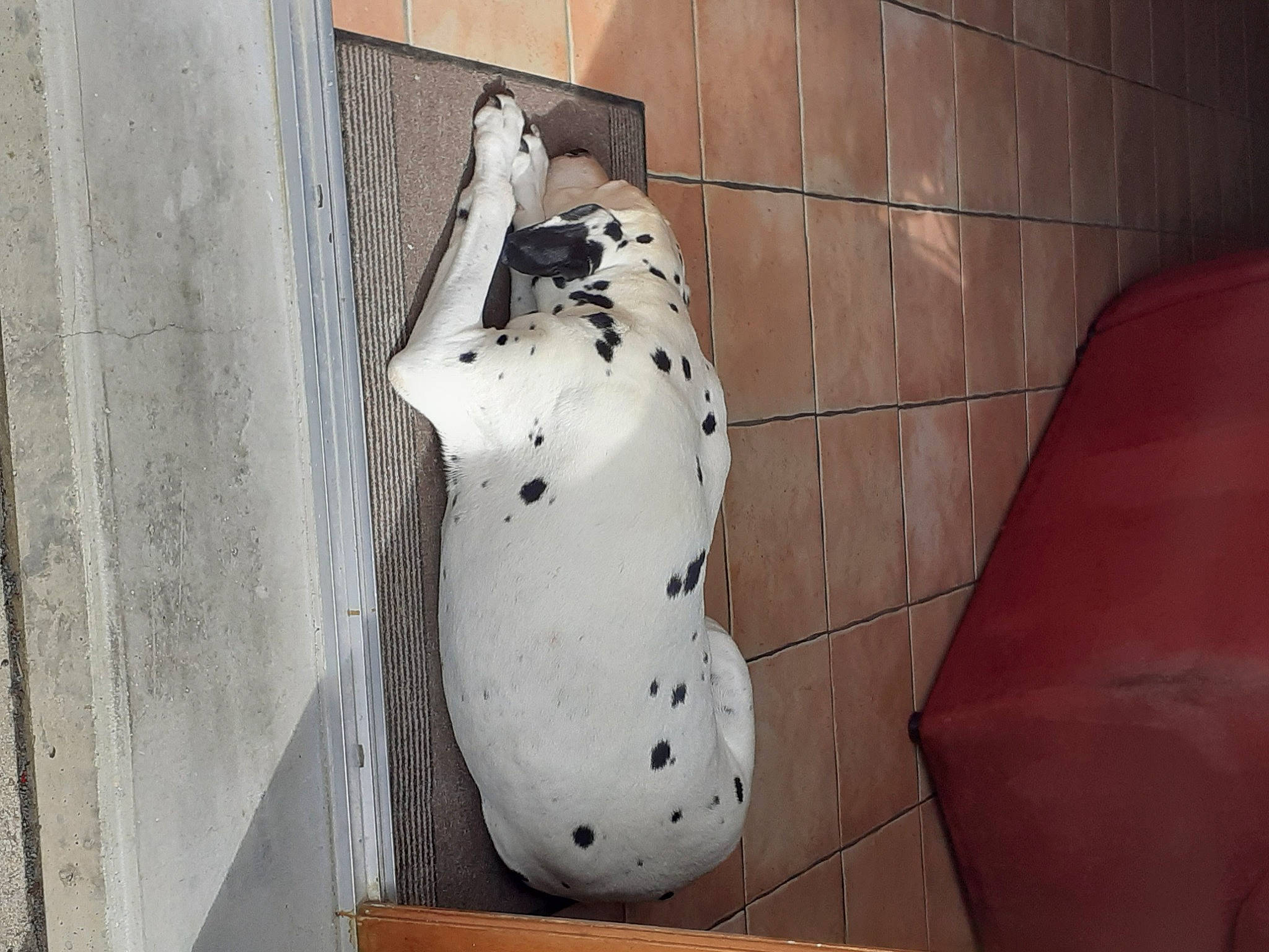 Mina a rejoint le concours — aidez-le/la à gagner de superbes lots ! art, carmine, ceramic, concrete, dalmatian, door, felidae, flooring, font, foot, machine, metal, pattern, room, sculpture, snout, toy, window, wood