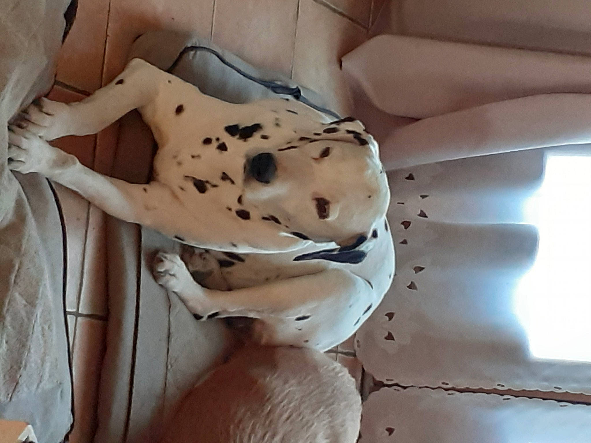 Mina participe au concours pour gagner de l'argent avec cette photo : art, bone, carving, ceiling, chest, classical_sculpture, dog, fawn, flooring, human_leg, metal, plaster, room, sculpture, skeleton, trunk, visual_arts, wood