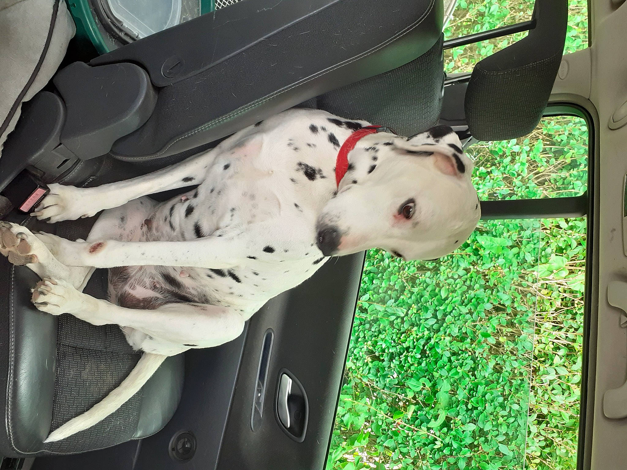 Mina a rejoint le concours — aidez-le/la à gagner de superbes lots ! auto_part, automotive_exterior, canidae, car, carnivore, collar, companion_dog, dalmatian, dog, dog_breed, fawn, green, mammal, motor_vehicle, snout, sporting_group, tree, vehicle, vehicle_door, working_animal