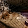 animal, cat, chinchilla, den, hamster, hare, indoors, pet, plywood, rabbit, rodent, wood