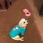 Butters Wallace joined the competition — help win amazing prizes! animal, bare_feet, brown_carpet, carpet, casual, curious_expression, dog, dog_bowl, dog_food, floor, home, indoor, kibble, looking_back, pet_clothing, red_collar, shoes, small_dog, snoopy_shirt, white_dog