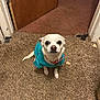 Butters Wallace joined the competition — help win amazing prizes! animal, blue_shirt, brown_rug, carpet, collar, cute, dog, domestic_animal, door, ears, floor, fur, house, indoor, looking_up, pet, small_dog, tail, waiting, wooden_door