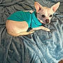 Butters Wallace joined the competition — help win amazing prizes! animal, blanket, blue_blanket, carpet, chihuahua, clothing, companion, cozy, cute, dog, ears, fur, indoors, looking, pet, portrait, resting, small_dog, snuggled, tshirt