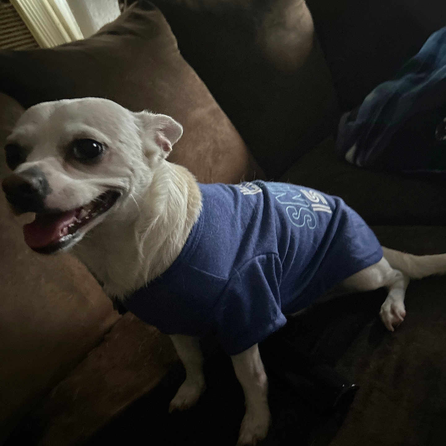 Butters Wallace joined the competition — help win amazing prizes! animal, blue_shirt, brown_couch, canine, companion, couch, cute, dog, domestic_animal, four_legs, fur, happy, household, indoor, pet, relaxed, sitting, small_dog, smiling, tongue_out