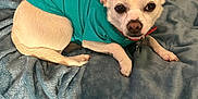 Butters Wallace joined the competition — help win amazing prizes! animal, blanket, blue_blanket, chihuahua, companion, cozy, cute, dog, ears, fur, indoor, looking, lying_down, nose, paw, pet_clothing, resting, small_dog, teal_shirt, white_dog