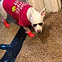 dog, white_dog, sunglasses, red_shirt, orange_socks, indoor, carpet, pet_clothing, animal, pet, cool, fashion, standing, paw_print, black_tape, door, wall, floor, cute, canine