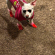 Isabella Wallace joined the competition — help win amazing prizes! dog, sunglasses, clothing, red_shirt, red_booties, pet, animal, outdoor, standing, fashion, cool, confident, white_dog, textured_ground, sunlight, shaded, ears_up, canine, cute, accessories