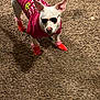 dog, sunglasses, clothing, red_shirt, red_booties, pet, animal, outdoor, standing, fashion, cool, confident, white_dog, textured_ground, sunlight, shaded, ears_up, canine, cute, accessories